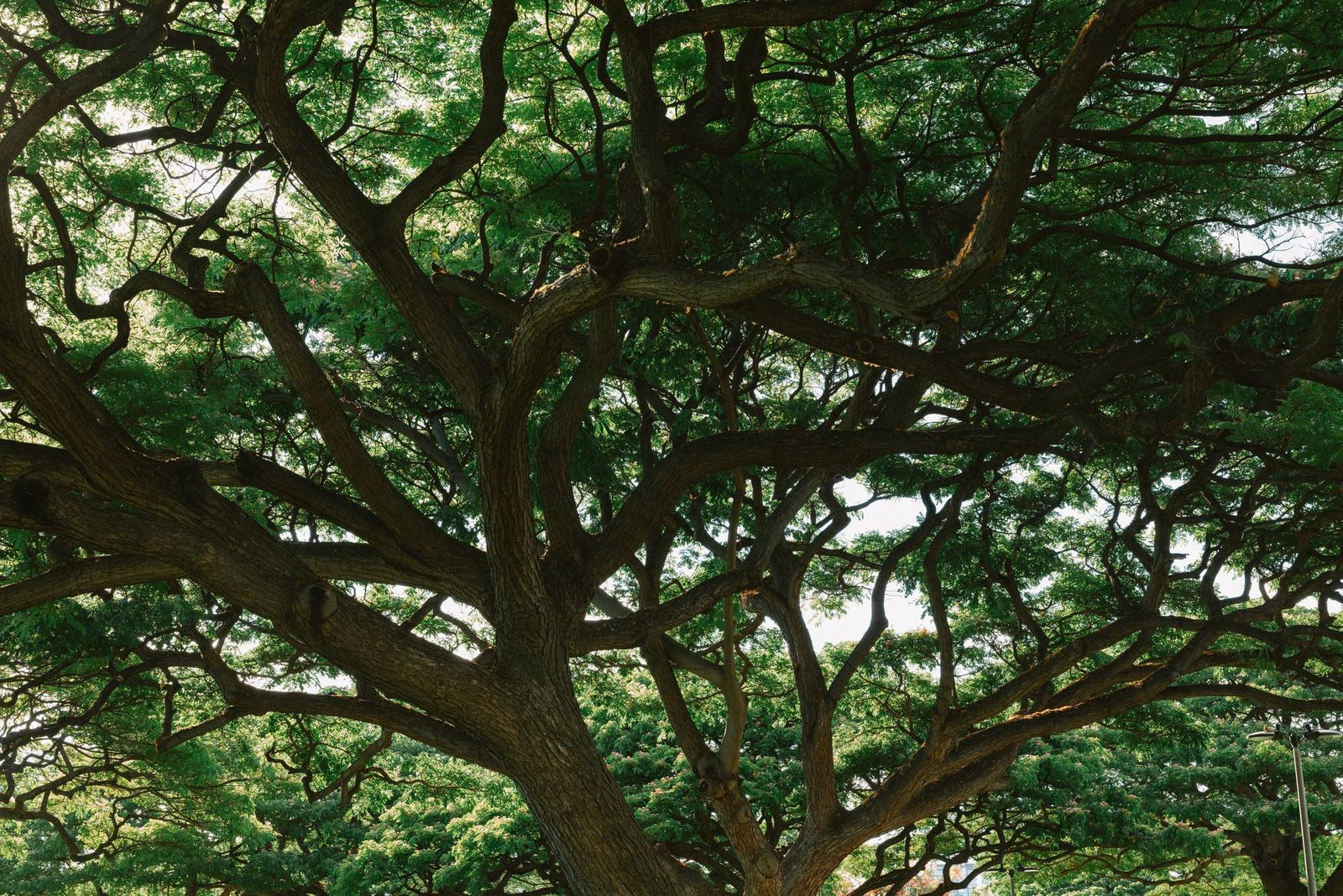 tree